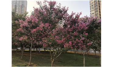 夏秋季節(jié)，錫城首次驚現(xiàn)紫薇花開美景